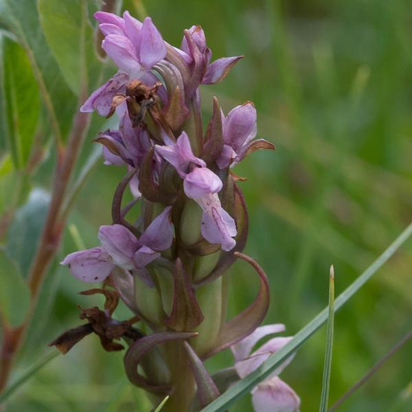 Brede orchis (Dactylorhiza majalis)